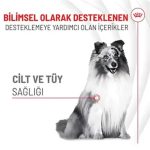 Royal Canin Deri ve Tüy Sağlığı Destekleyici Yetişkin Köpek Ödül Maması 240gr - Görsel 2